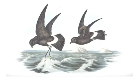 Volume VII, plate 65 of Gould's The Birds of Australia: Wilson's Storm-Petrel (Oceanites oceanicus)