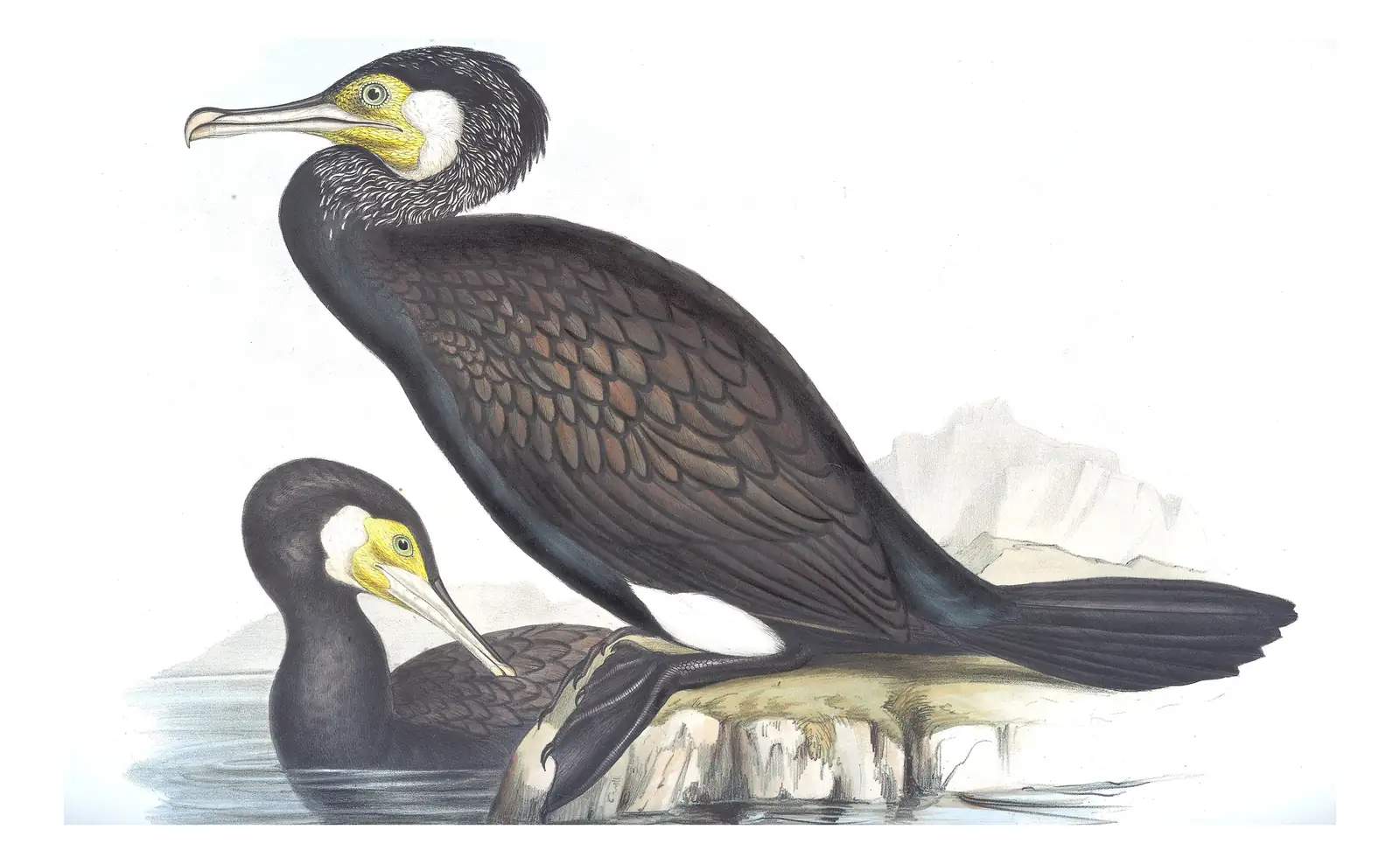 Volume VII, plate 66 of Gould's The Birds of Australia: Great Cormorant (Phalacrocorax carbo)