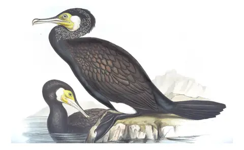 Volume VII, plate 66 of Gould's The Birds of Australia: Great Cormorant (Phalacrocorax carbo)