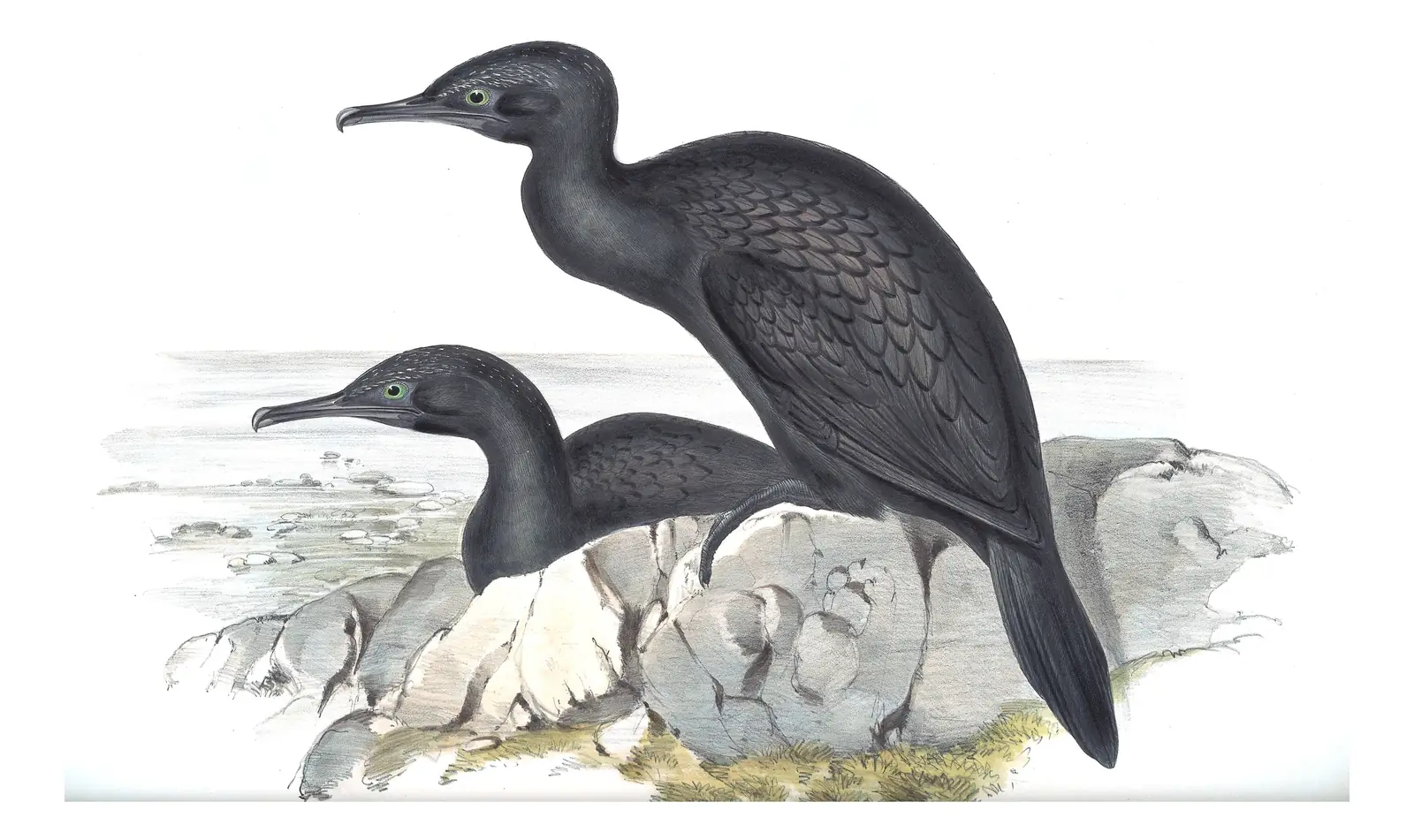 Volume VII, plate 67 of Gould's The Birds of Australia: Little Black Cormorant (Phalacrocorax sulcirostris)