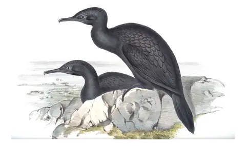 Volume VII, plate 67 of Gould's The Birds of Australia: Little Black Cormorant (Phalacrocorax sulcirostris)