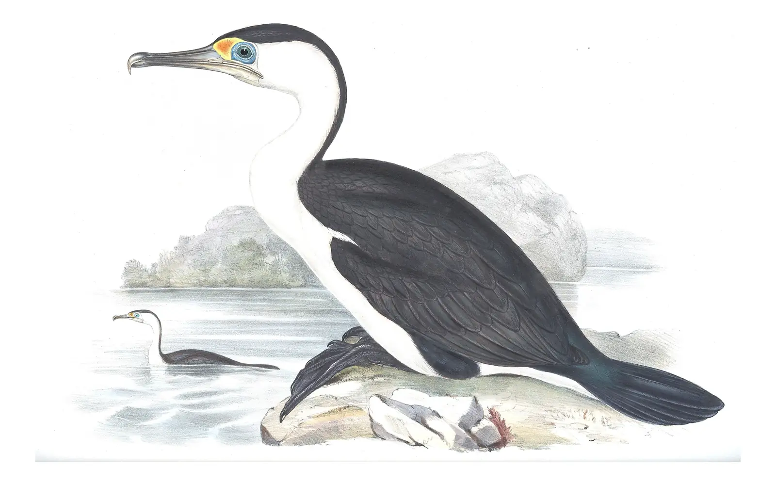 Volume VII, plate 68 of Gould's The Birds of Australia: Pied Cormorant (Phalacrocorax varius)