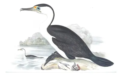 Volume VII, plate 68 of Gould's The Birds of Australia: Pied Cormorant (Phalacrocorax varius)