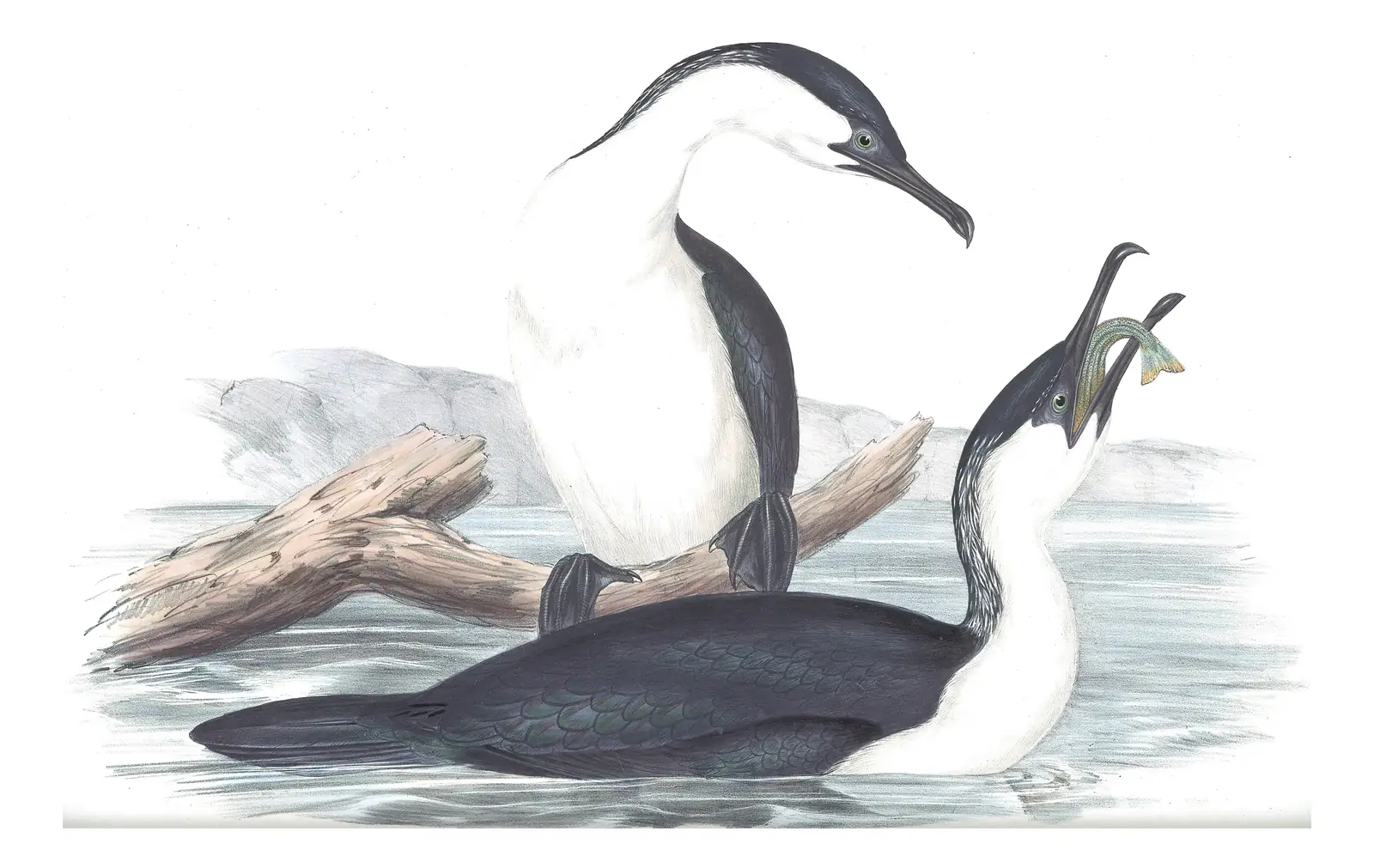 Volume VII, plate 69 of Gould's The Birds of Australia: Black-faced Cormorant (Phalacrocorax fuscescens)