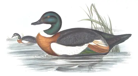 Volume VII, plate 7 of Gould's The Birds of Australia: Australian Shelduck (Tadorna tadornoides)