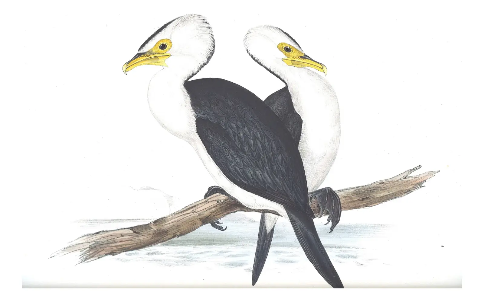 Volume VII, plate 70 of Gould's The Birds of Australia: Little Pied Cormorant (Microcarbo melanoleucos)