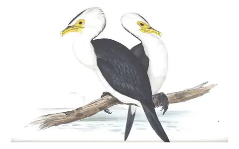 Volume VII, plate 70 of Gould's The Birds of Australia: Little Pied Cormorant (Microcarbo melanoleucos)