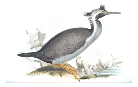 Volume VII, plate 71 of Gould's The Birds of Australia: Spotted Shag (Phalacrocorax punctatus)