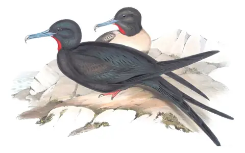 Volume VII, plate 72 of Gould's The Birds of Australia: Lesser Frigatebird (Fregata ariel)