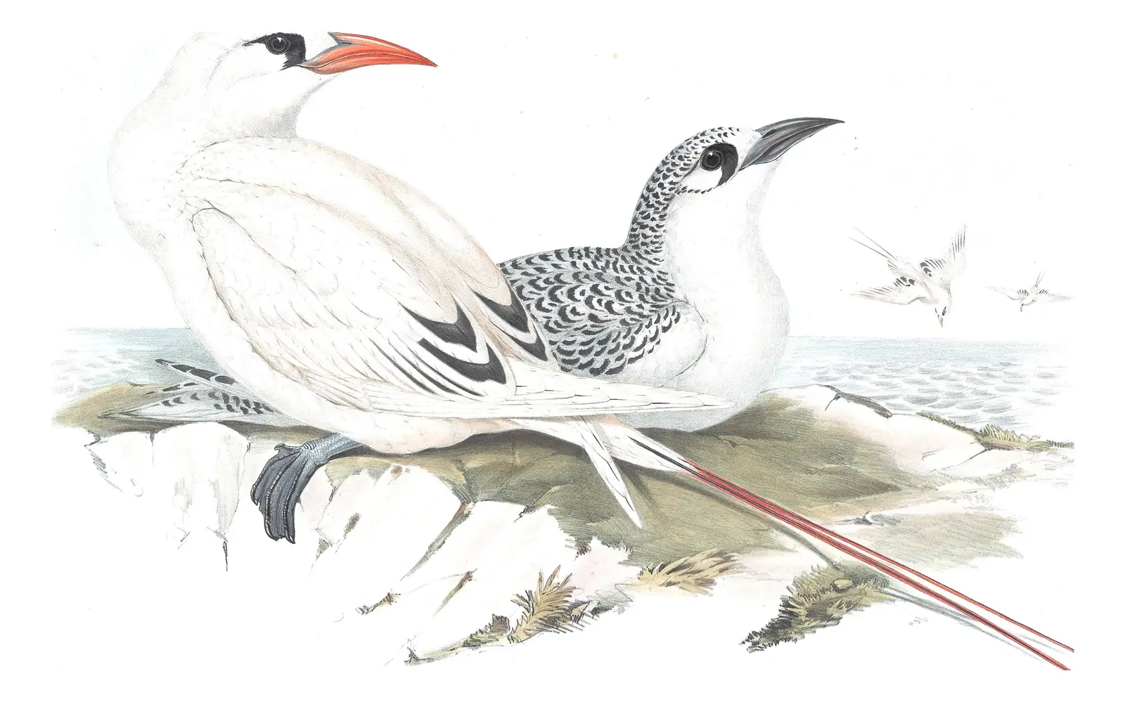 Volume VII, plate 73 of Gould's The Birds of Australia: Red-tailed Tropicbird (Phaethon rubricauda)
