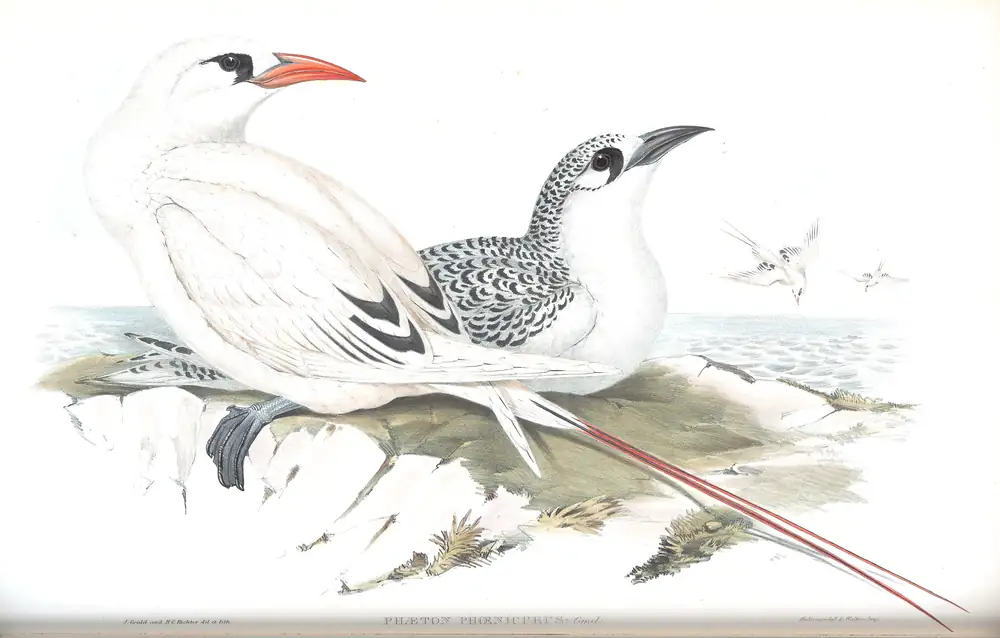 The whole sheet of volume VII, plate 73, with its engraved caption