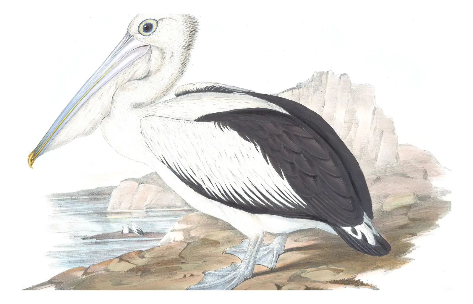 Volume VII, plate 74 of Gould's The Birds of Australia: Australian Pelican (Pelecanus conspicillatus)