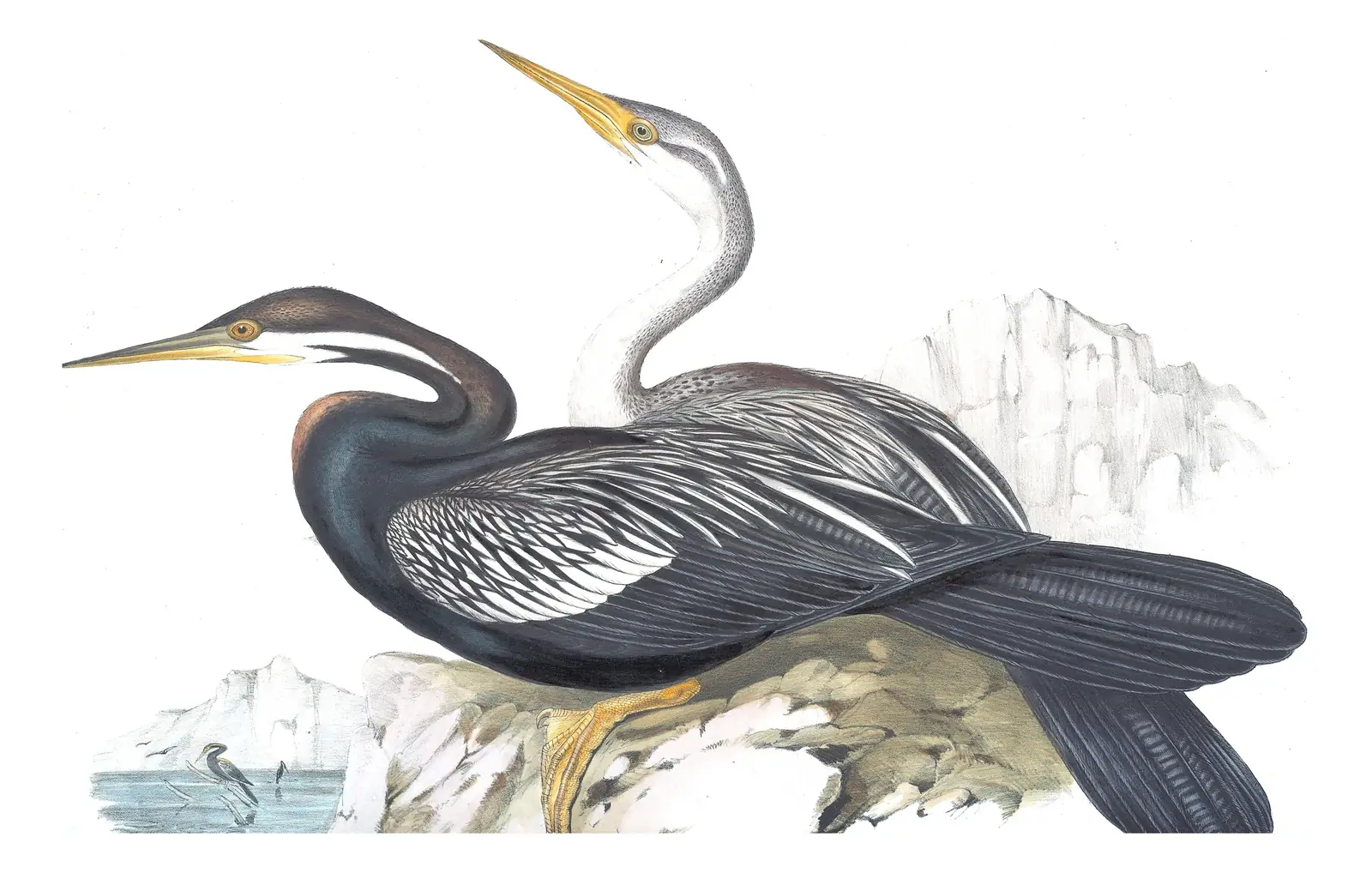 Volume VII, plate 75 of Gould's The Birds of Australia: Australasian Darter (Anhinga novaehollandiae)