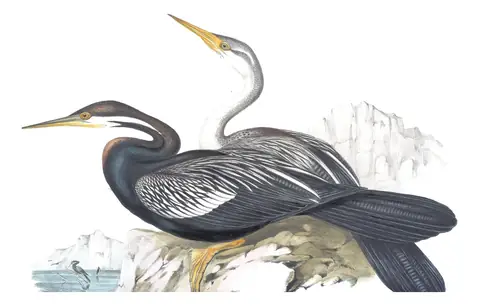 Volume VII, plate 75 of Gould's The Birds of Australia: Australasian Darter (Anhinga novaehollandiae)