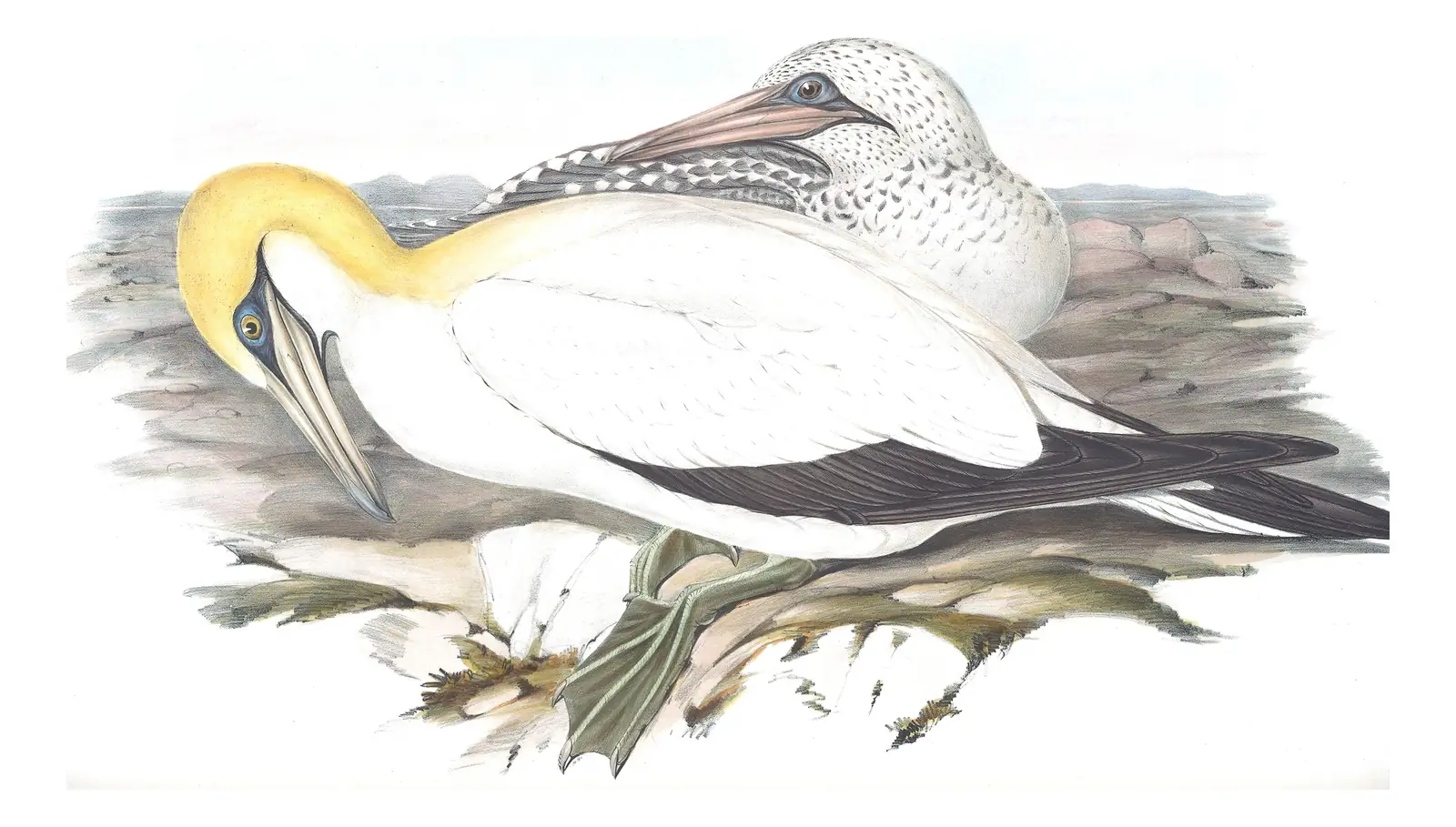 Volume VII, plate 76 of Gould's The Birds of Australia: Australasian Gannet (Morus serrator)