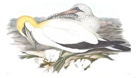 Volume VII, plate 76 of Gould's The Birds of Australia: Australasian Gannet (Morus serrator)