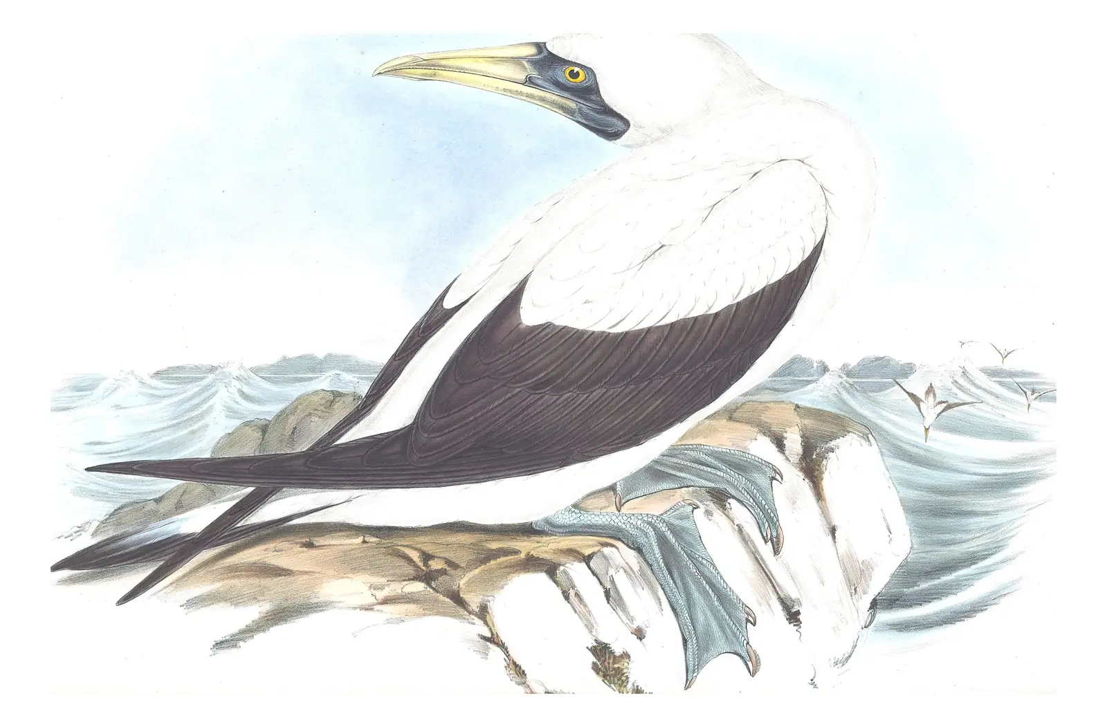 Volume VII, plate 77 of Gould's The Birds of Australia: Masked Booby (Sula dactylatra)