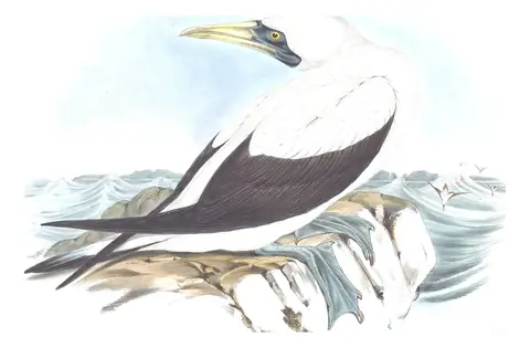 Volume VII, plate 77 of Gould's The Birds of Australia: Masked Booby (Sula dactylatra)