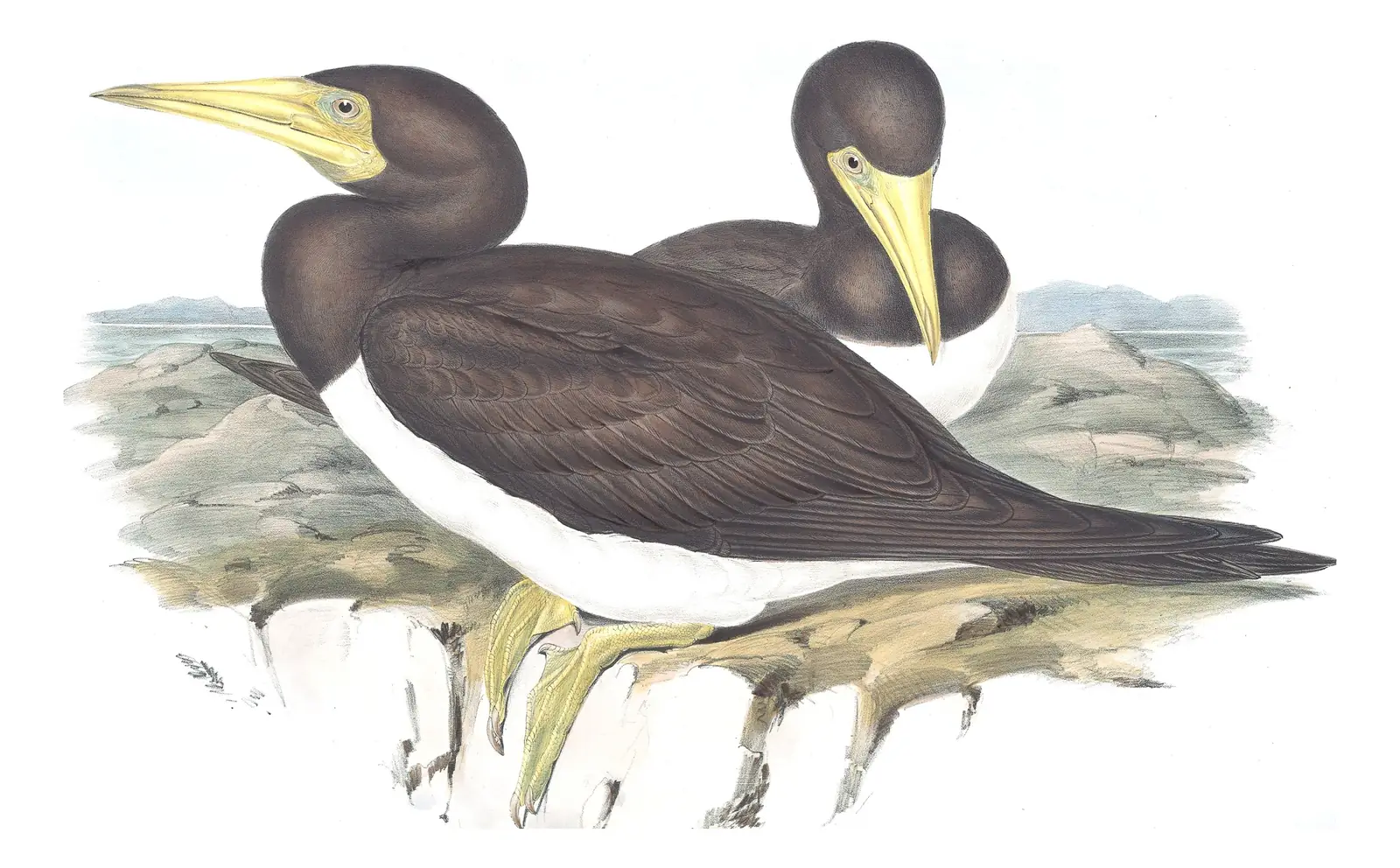 Volume VII, plate 78 of Gould's The Birds of Australia: Brown Booby (Sula leucogaster)
