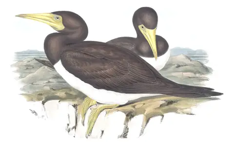 Volume VII, plate 78 of Gould's The Birds of Australia: Brown Booby (Sula leucogaster)