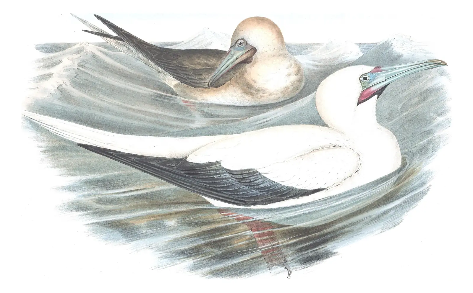 Volume VII, plate 79 of Gould's The Birds of Australia: Red-footed Booby (Sula sula)