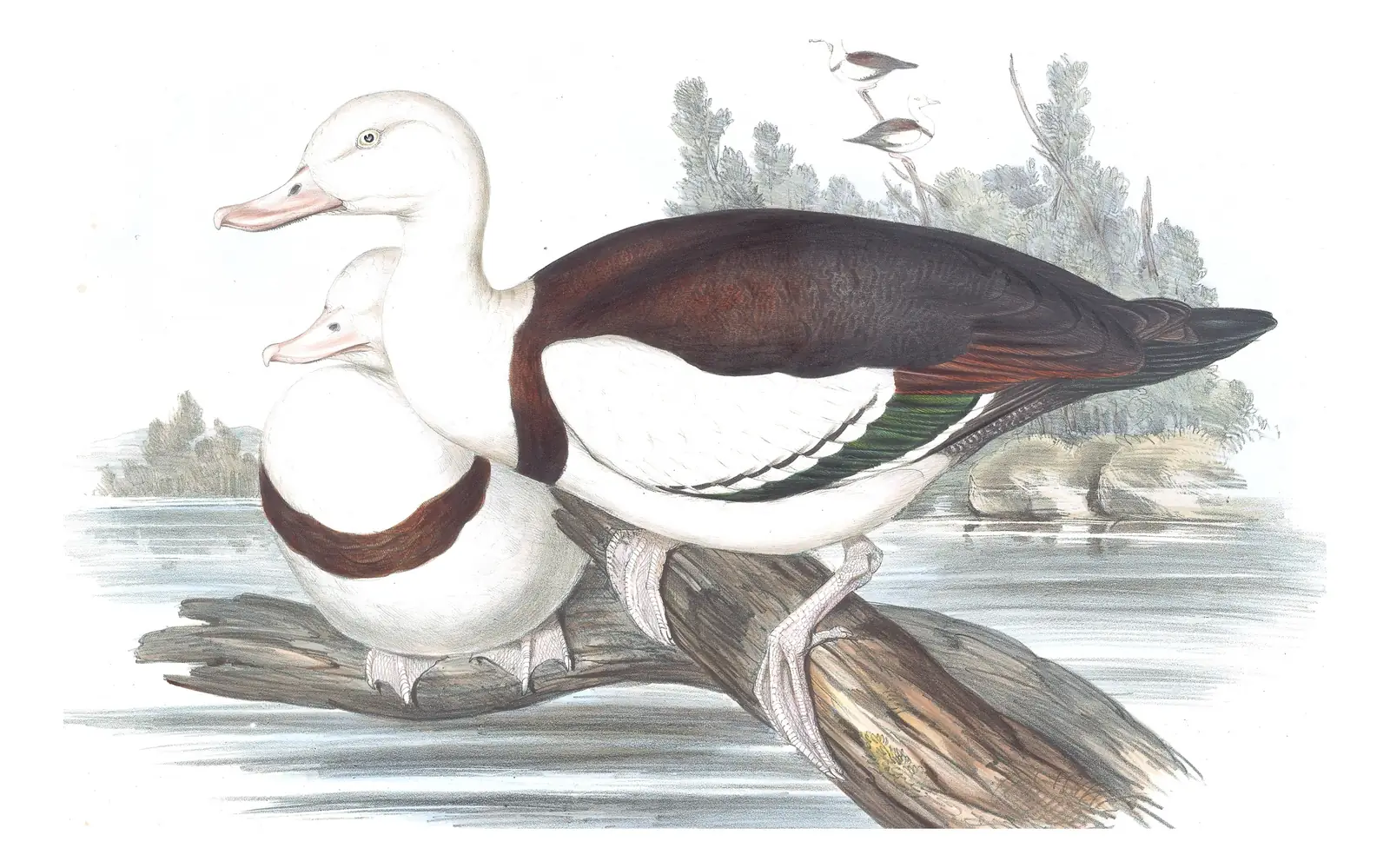 Volume VII, plate 8 of Gould's The Birds of Australia: Radjah Shelduck (Radjah radjah)