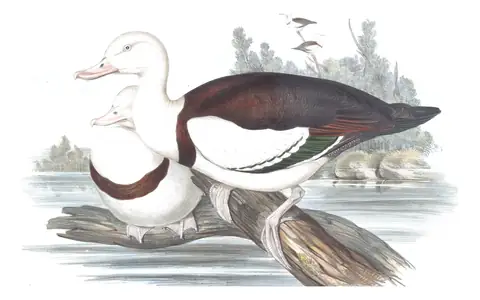 Volume VII, plate 8 of Gould's The Birds of Australia: Radjah Shelduck (Radjah radjah)