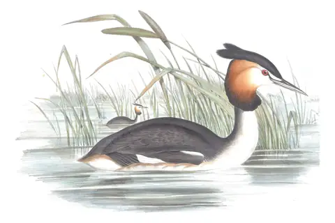 Volume VII, plate 80 of Gould's The Birds of Australia: Great Crested Grebe (Podiceps cristatus)
