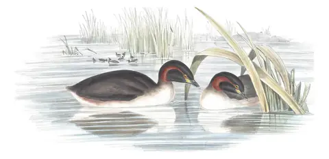 Volume VII, plate 81 of Gould's The Birds of Australia: Australasian Grebe (Tachybaptus novaehollandiae)