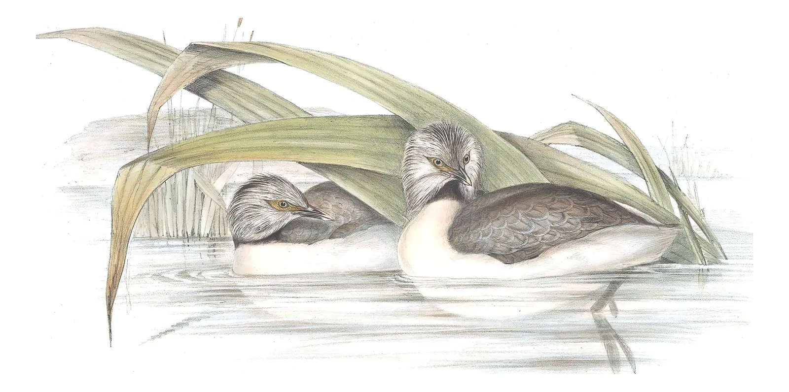 Volume VII, plate 82 of Gould's The Birds of Australia: Hoary-headed Grebe (Poliocephalus poliocephalus)
