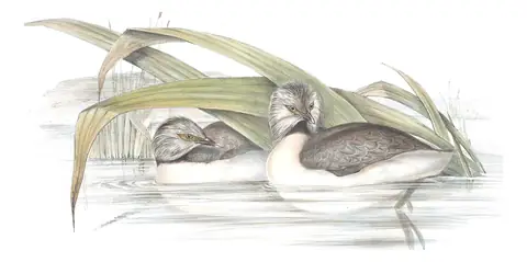 Volume VII, plate 82 of Gould's The Birds of Australia: Hoary-headed Grebe (Poliocephalus poliocephalus)