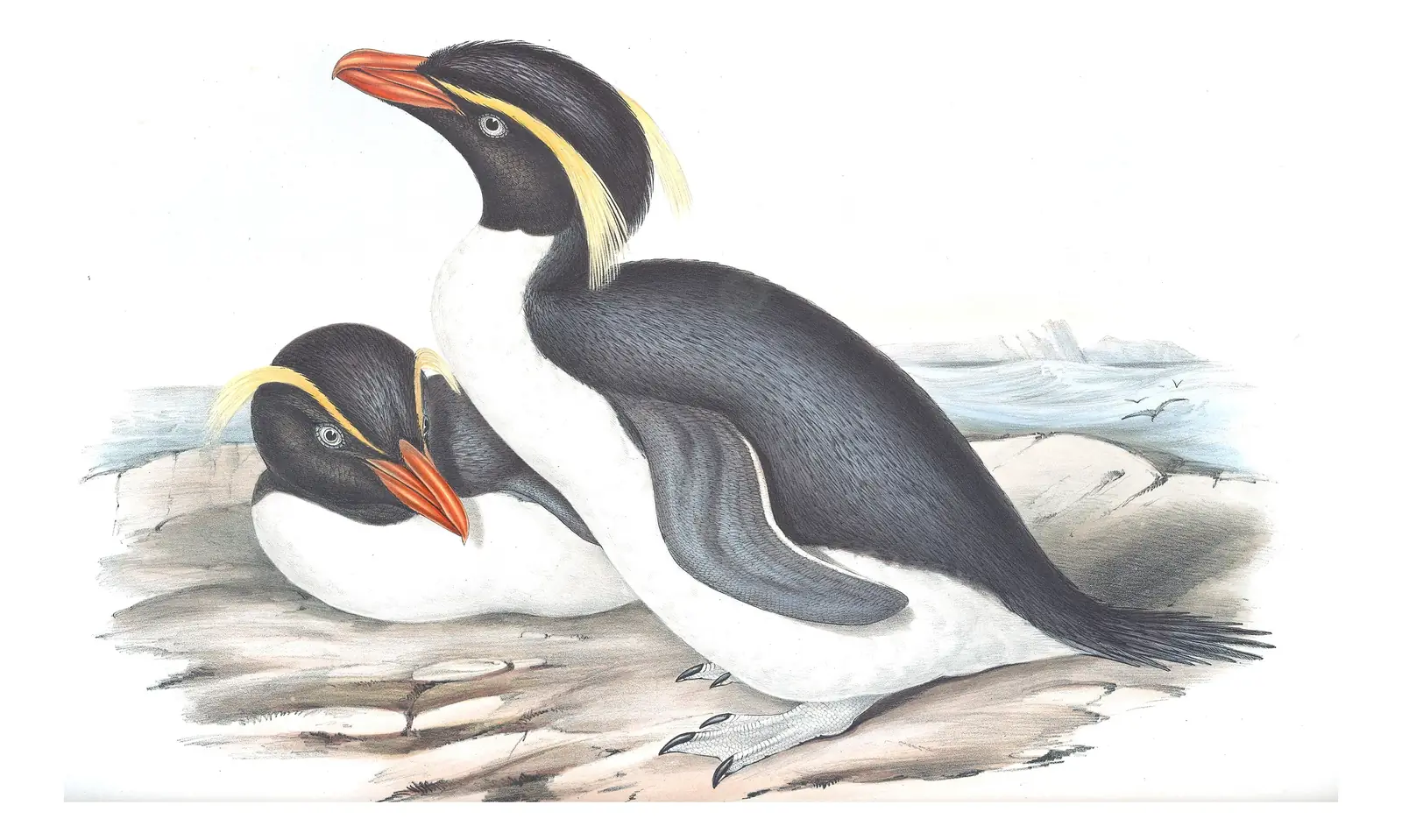 Volume VII, plate 83 of Gould's The Birds of Australia: “Crested Penguin”, not identified