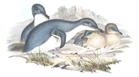 Volume VII, plate 84 of Gould's The Birds of Australia: Little Penguin (Eudyptula minor)