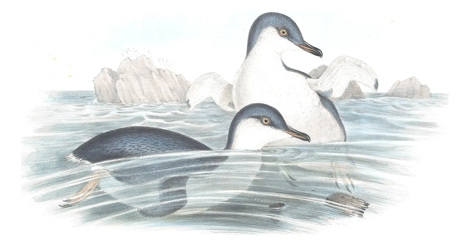Volume VII, plate 85 of Gould's The Birds of Australia: Little Penguin (Eudyptula minor)