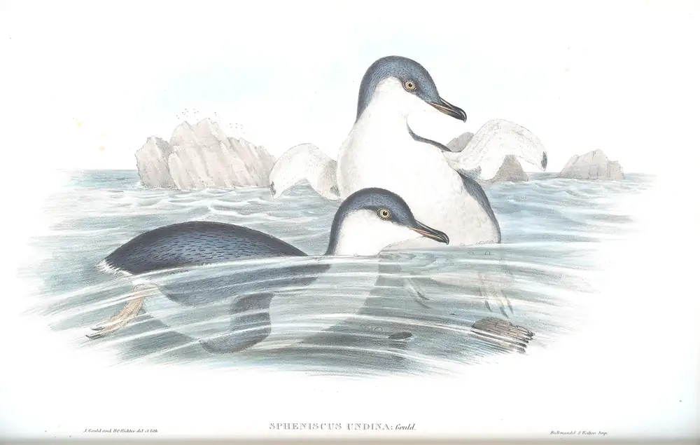 The whole sheet of volume VII, plate 85, with its engraved caption
