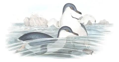 Volume VII, plate 85 of Gould's The Birds of Australia: Little Penguin (Eudyptula minor)