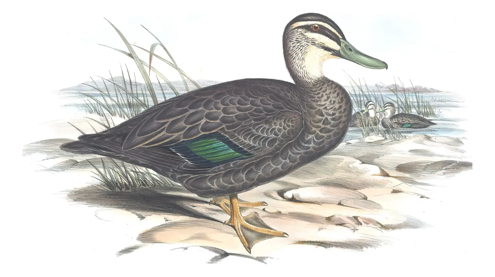 Volume VII, plate 9 of Gould's The Birds of Australia: Pacific Black Duck (Anas superciliosa)