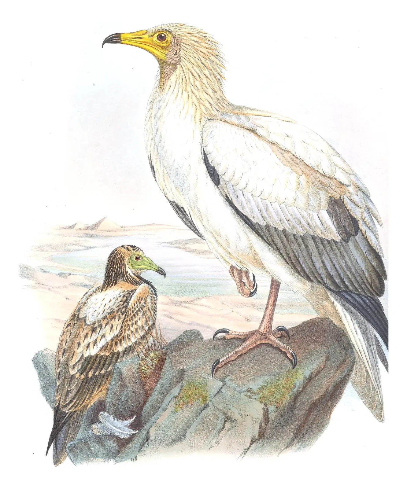 Volume I, plate 1 of Gould's The Birds of Great Britain: Egyptian Vulture (Neophron percnopterus)