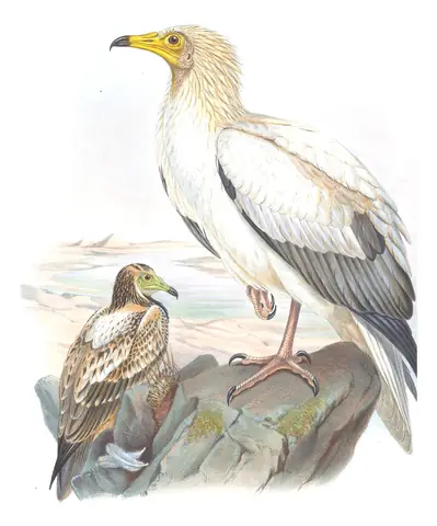 Volume I, plate 1 of Gould's The Birds of Great Britain: Egyptian Vulture (Neophron percnopterus)