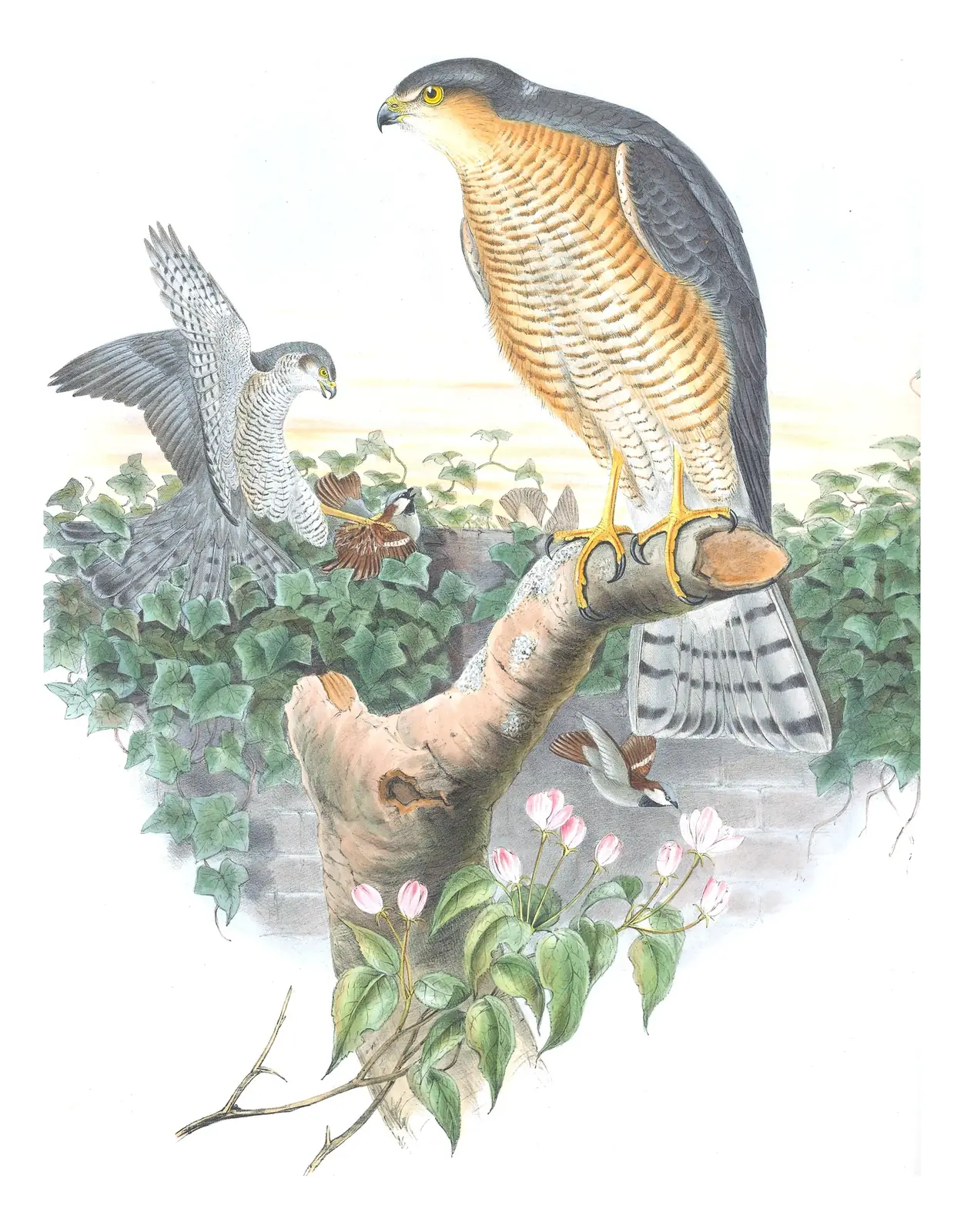 Volume I, plate 10 of Gould's The Birds of Great Britain: Eurasian Sparrowhawk (Accipiter nisus)