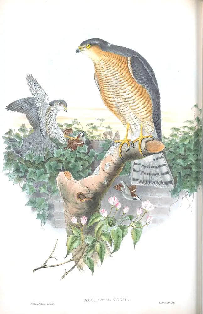 The whole sheet of volume I, plate 10, with its engraved caption