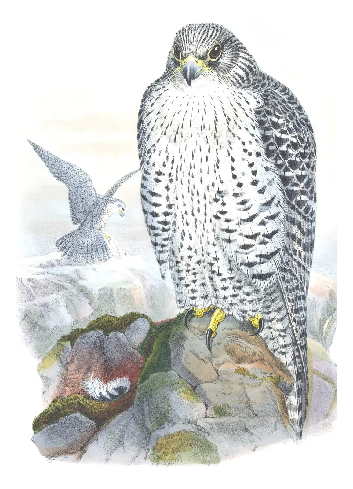 Volume I, plate 11 of Gould's The Birds of Great Britain: Gyrfalcon (Falco rusticolus)