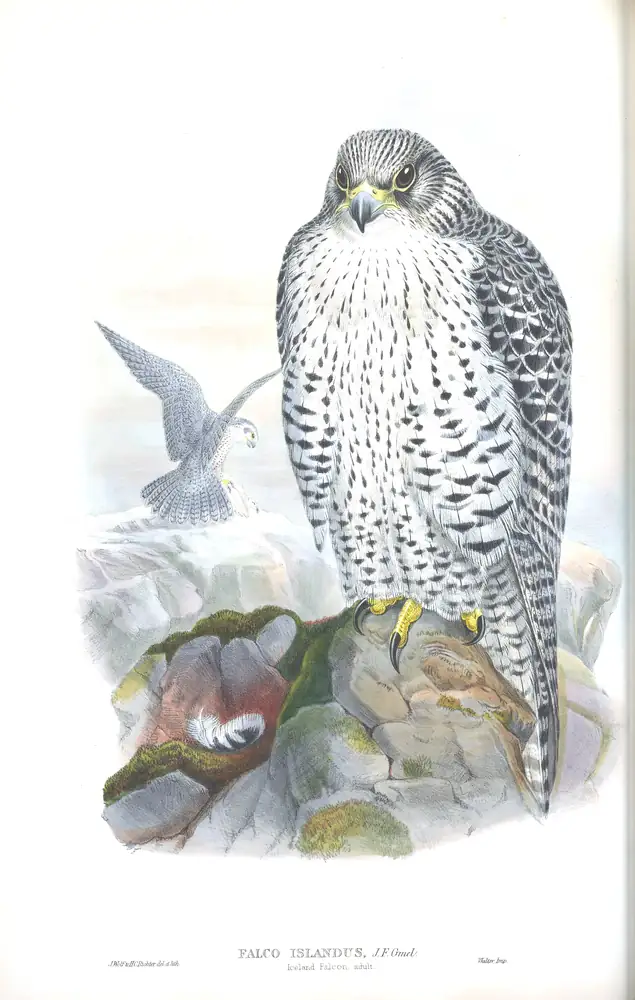 The whole sheet of volume I, plate 11, with its engraved caption