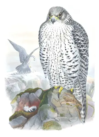 Volume I, plate 11 of Gould's The Birds of Great Britain: Gyrfalcon (Falco rusticolus)
