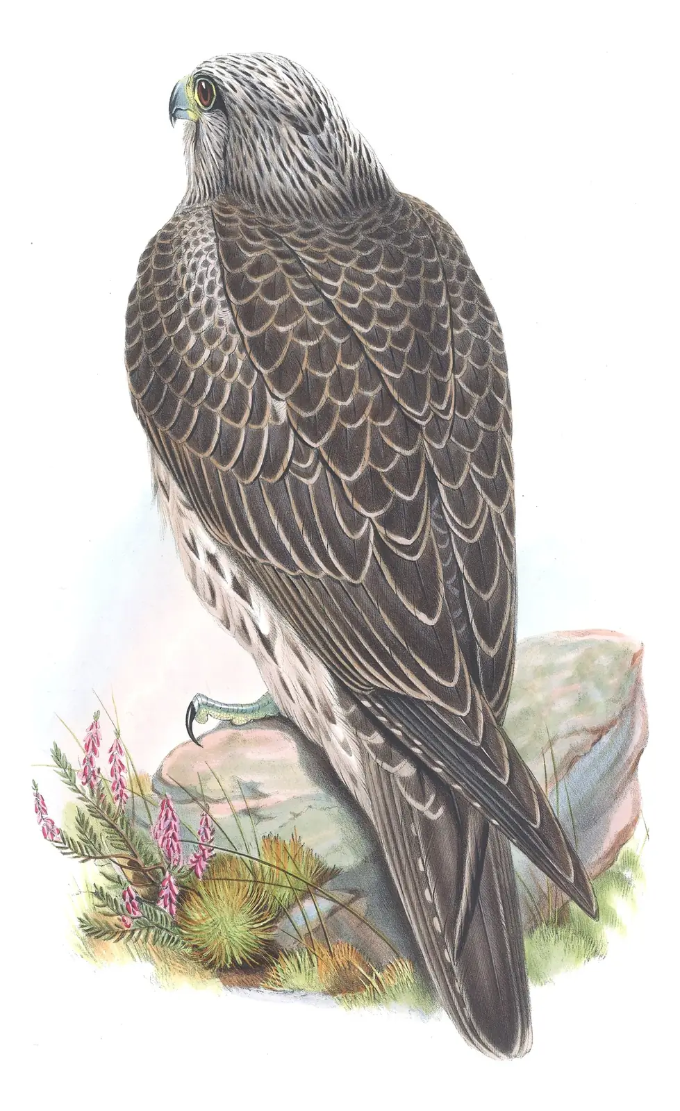 Volume I, plate 12 of Gould's The Birds of Great Britain: Gyrfalcon (Falco rusticolus)