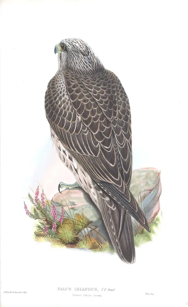 The whole sheet of volume I, plate 12, with its engraved caption