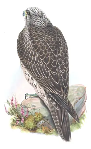 Volume I, plate 12 of Gould's The Birds of Great Britain: Gyrfalcon (Falco rusticolus)