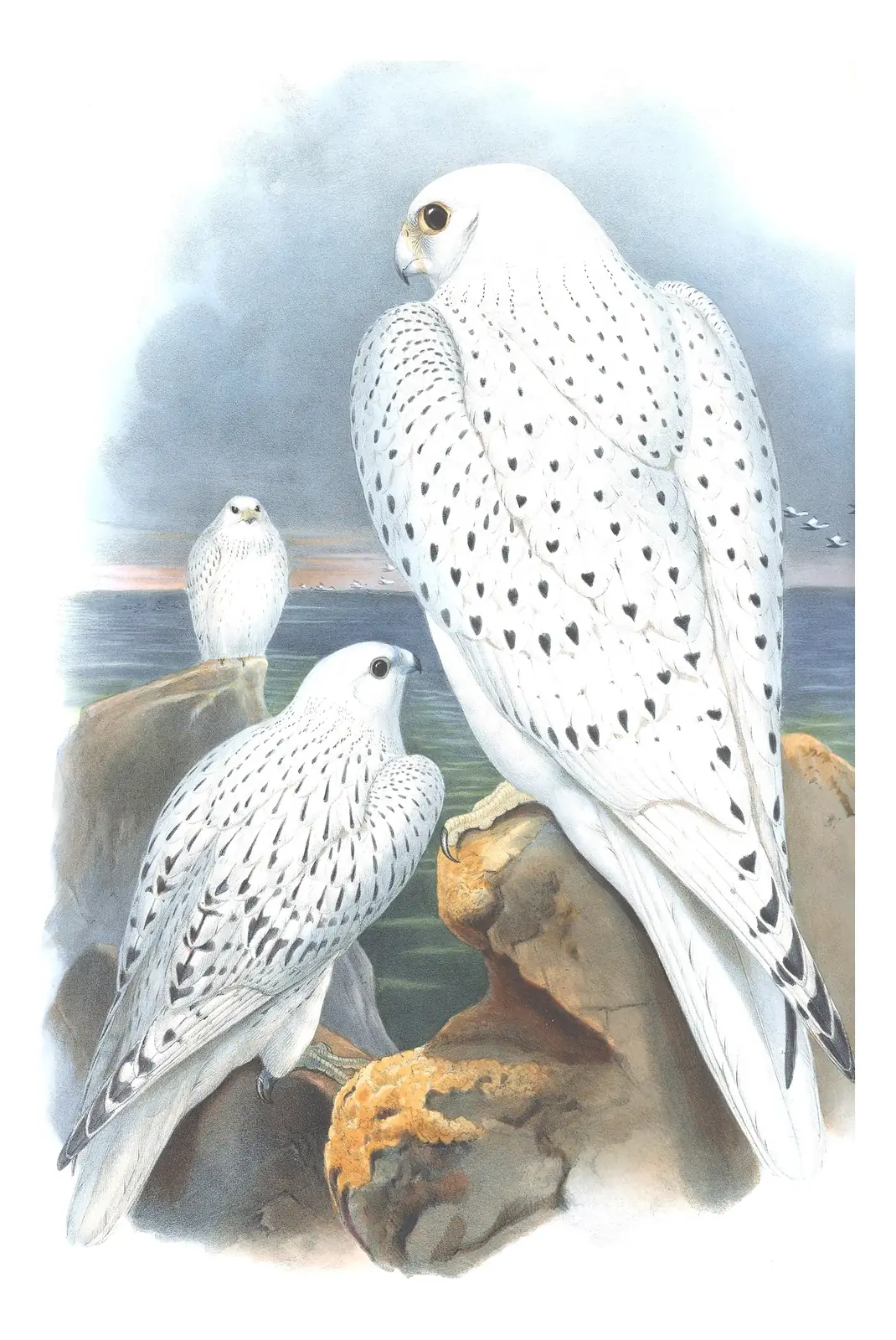 Volume I, plate 13 of Gould's The Birds of Great Britain: Gyrfalcon (Falco rusticolus)