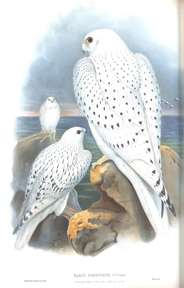 The whole sheet of volume I, plate 13, with its engraved caption