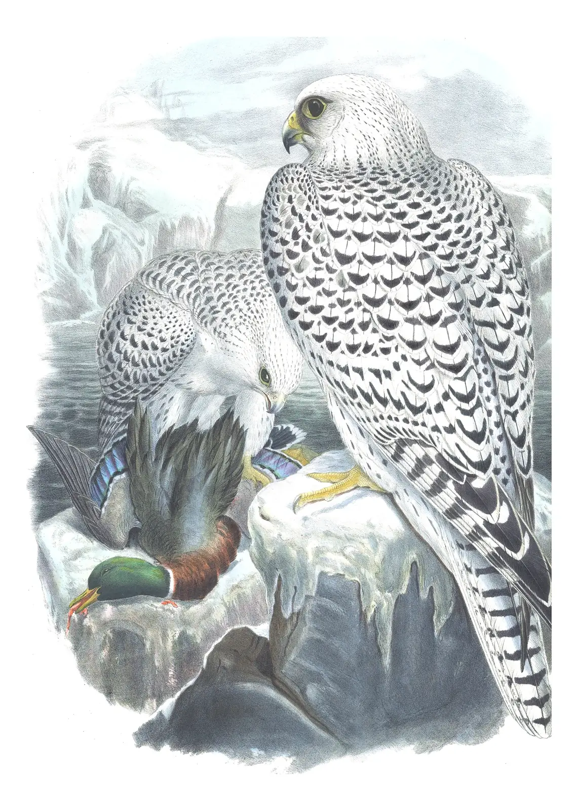 Volume I, plate 14 of Gould's The Birds of Great Britain: Gyrfalcon (Falco rusticolus)